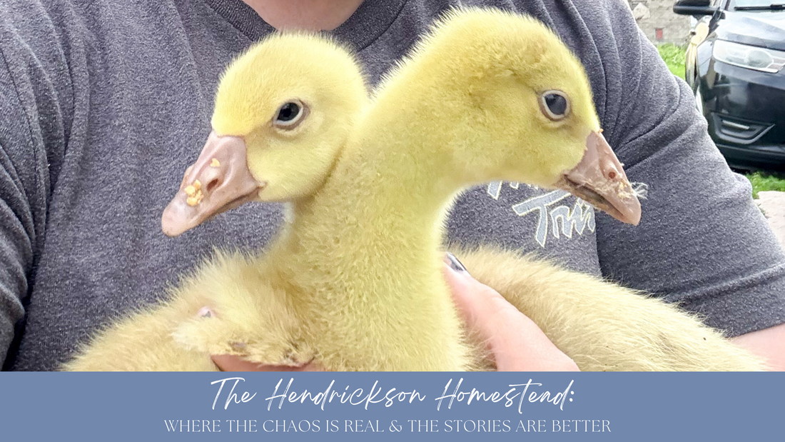 Meet Amelia & Abigail Gabble!